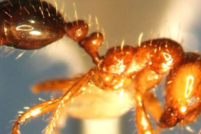 Close-up photo of fire ant.