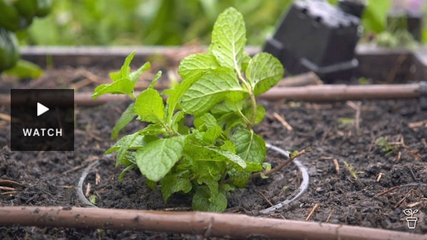 A pot of mint submerged in the soil of a garden bed. Has Video.