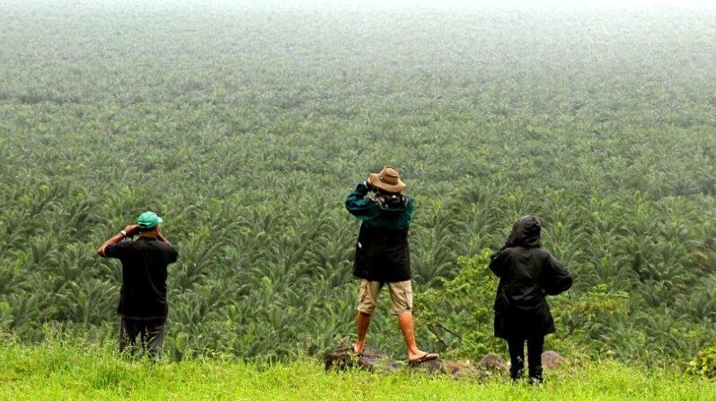 The researchers look over a palm oil plantation that stretches to the sea.