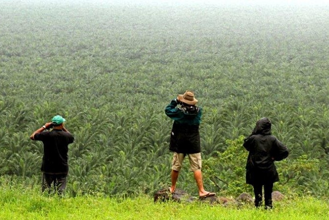 Men look over a huge plantation in Papua New Guinea.