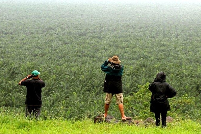 The researchers look over a palm oil plantation that stretches to the sea in New Britain