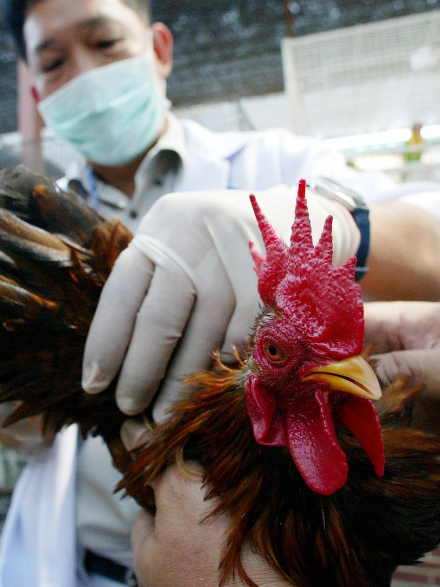 A doctor checks a rooster for bird flu.