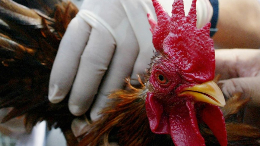 A doctor checks a rooster for bird flu.