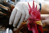 A doctor checks a rooster