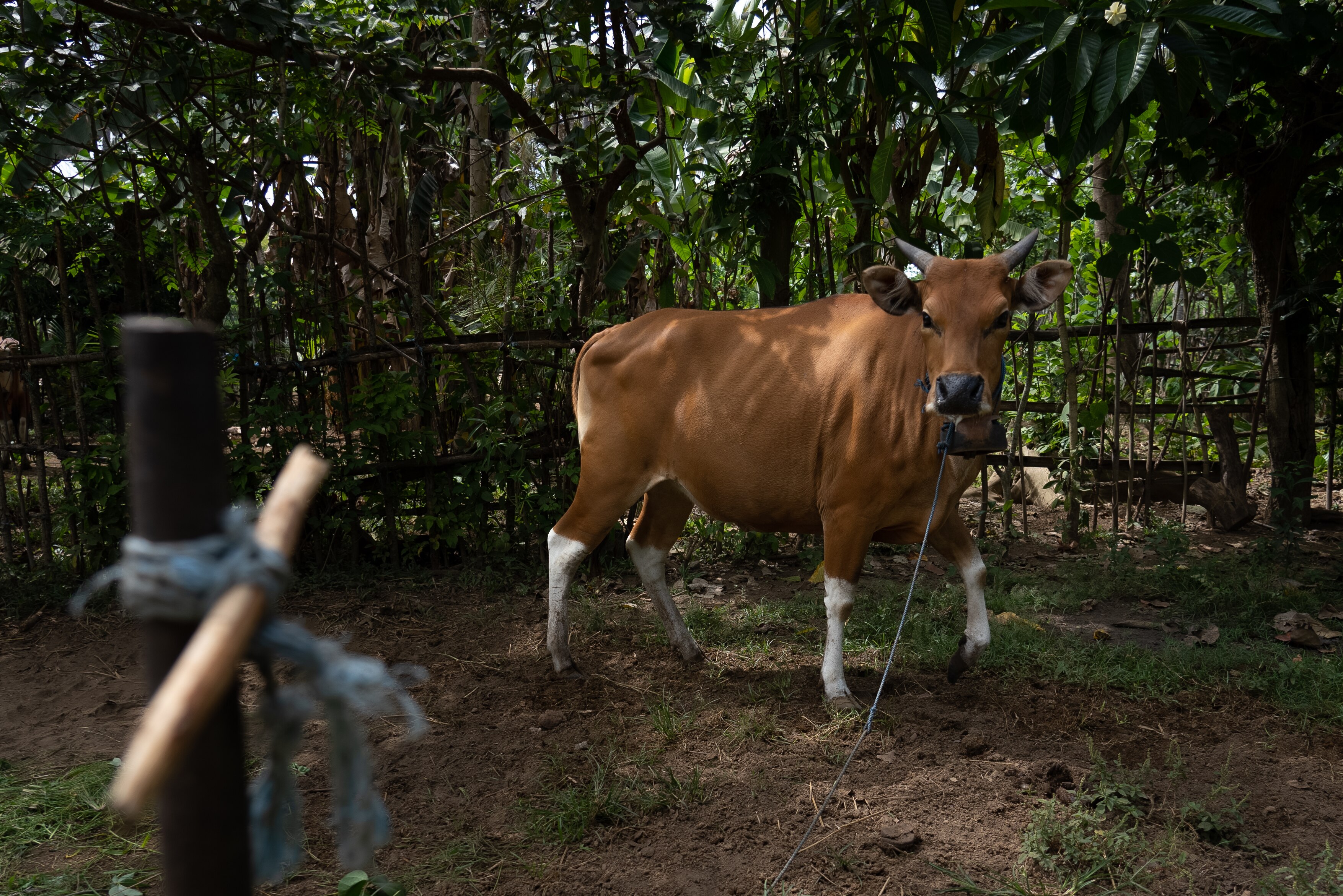 A cow tied to a pole 