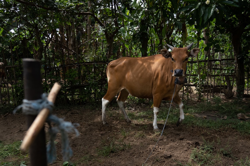 A cow tied to a pole 