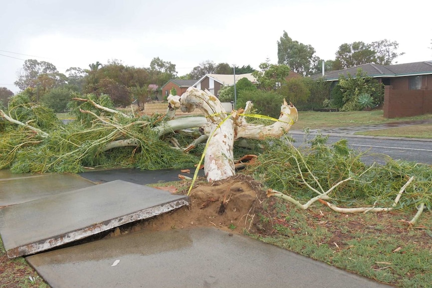 A scene of destruction after a storm. A fallen tree has uprooted pavement in a suburban street.