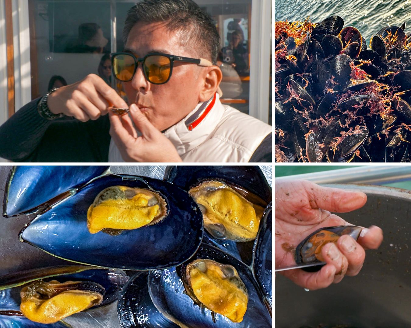 A collage of four photos showing mussels being harvested, prepared and eaten. 