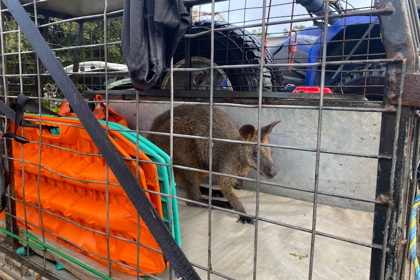 A wallaby in a cage on the back of a car.