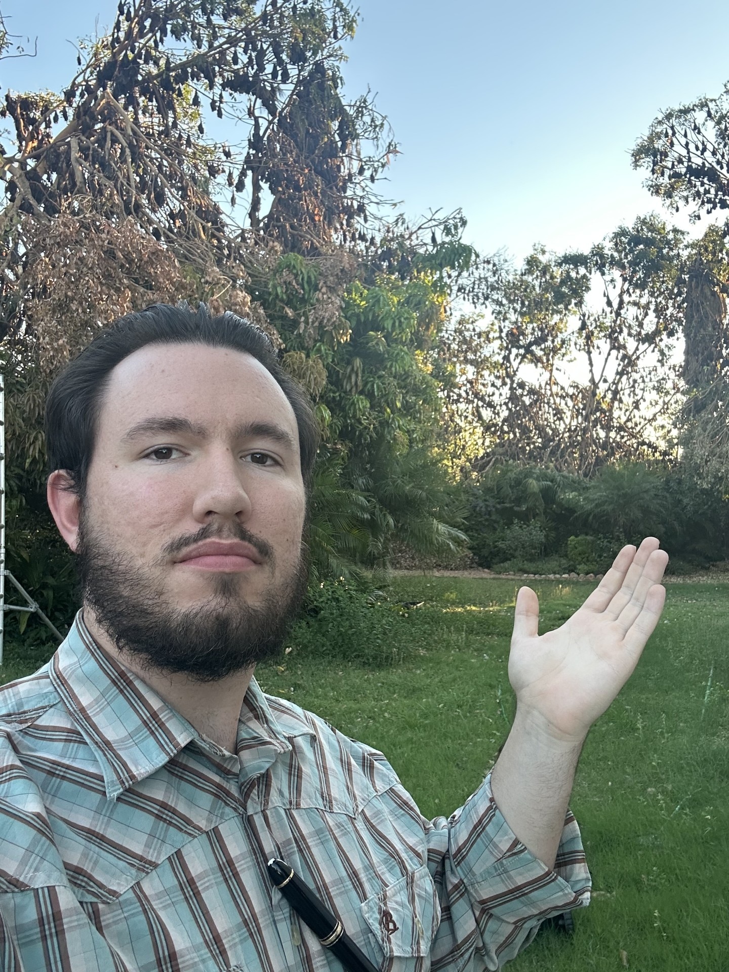 Aaron Gray points towards trees filled with flying foxes behind his Sunset home.