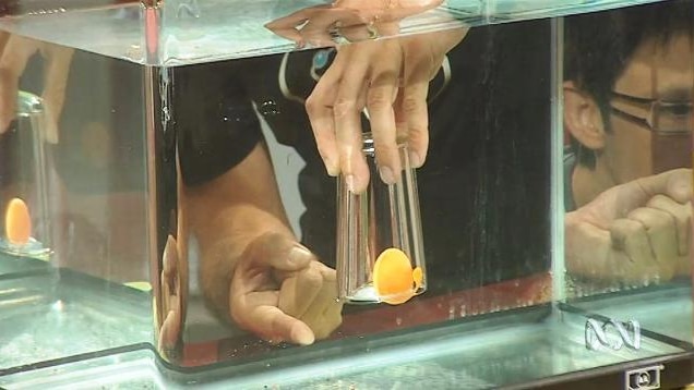 Hand holds a ping pong ball in a glass upside down in a fish tank full of water