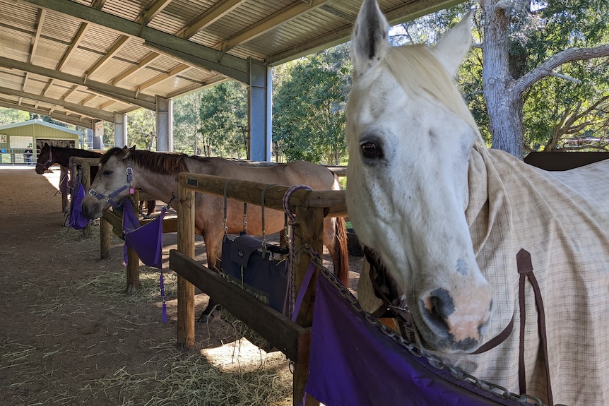 A row of horses tied up under a shed roof.