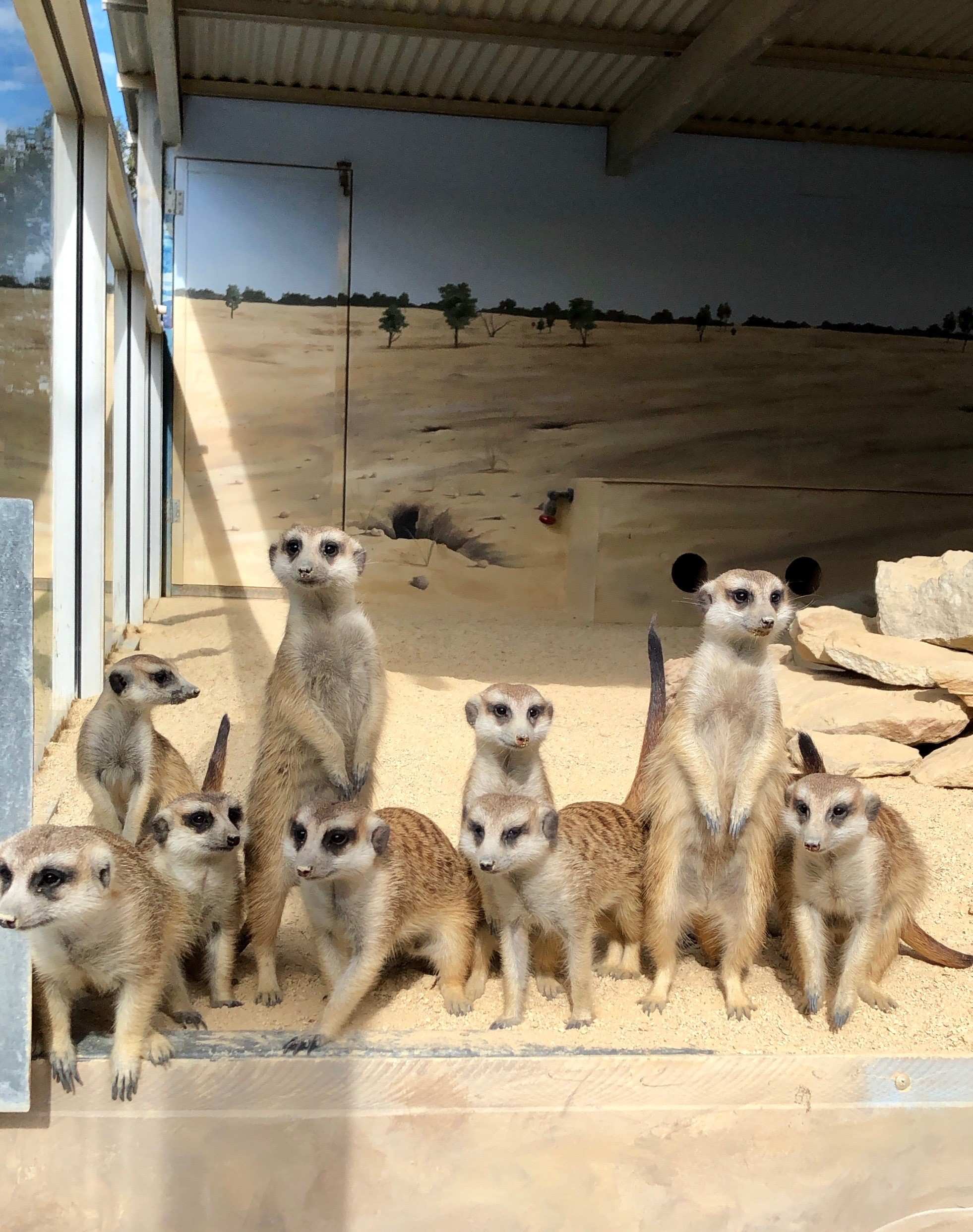 $95 million Government support package to help zoos - ABC listen