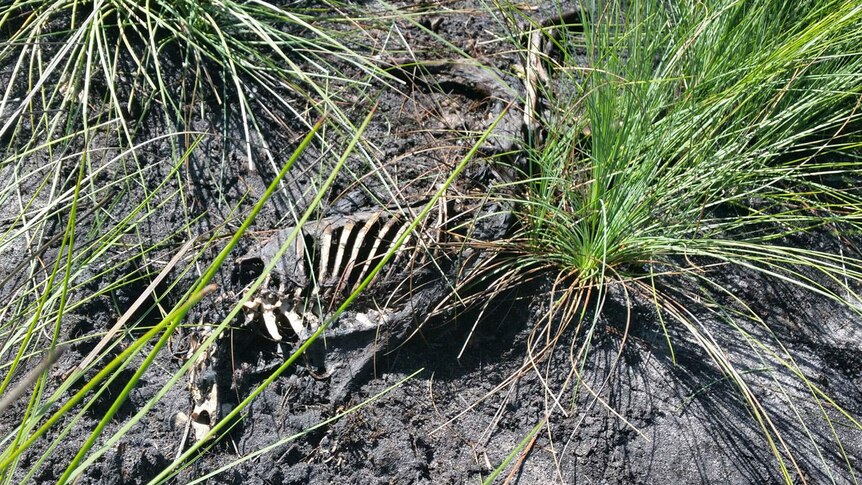 Greyhound remains found at a beachside reserve near Bundaberg