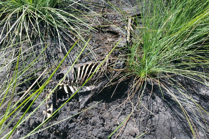 Greyhound remains found at a beachside reserve near Bundaberg