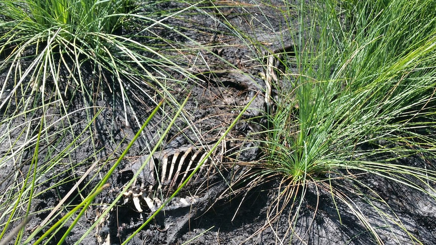 Greyhound carcasses found near Bundaberg