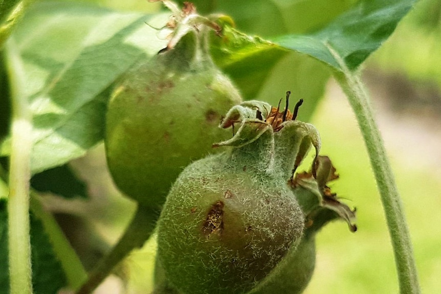Young apples damaged by hail in the Adelaide hills