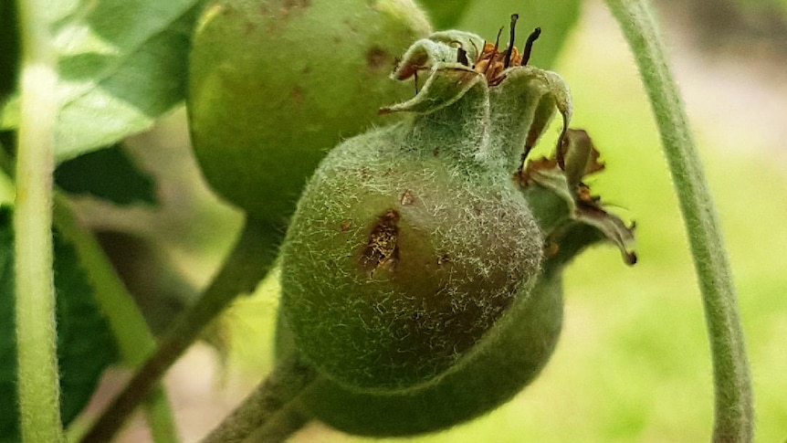 Young apples damaged by hail in the Adelaide hills