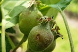 Young apples damaged by hail in the Adelaide hills