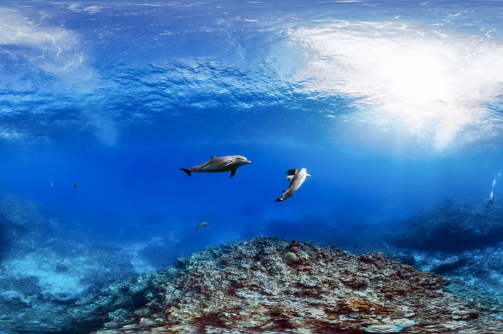 Lizard Island underwater view