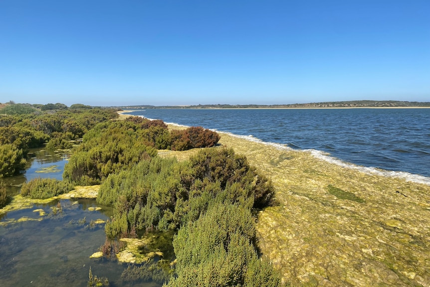 Algae in the Coorong.