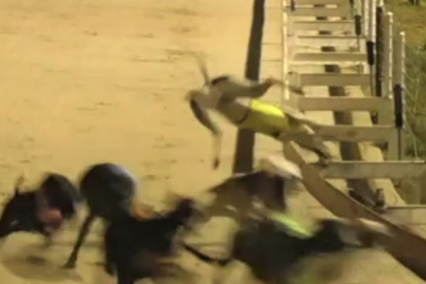 A greyhound being flipped sideways during a race.