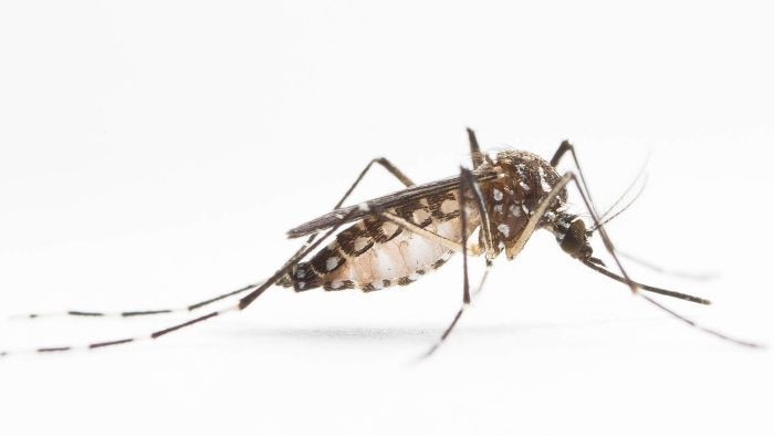 Nyamuk pembawa virus Zika