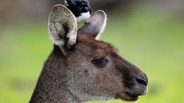 A small wren sits on a kangaroo's head.