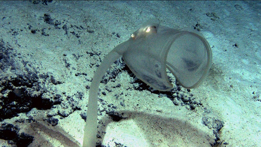 The sea squirt, or ascidian, stands 50cm tall on the sea floor of the Tasman Fracture Zone at a depth of about 4,000 metres.