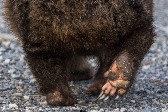 The rear end of a wombat