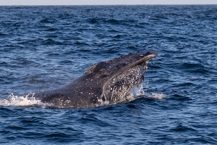 A whale emerges from the water. His jaw appears lower than the upper part of his mouth, resembling an overbite.
