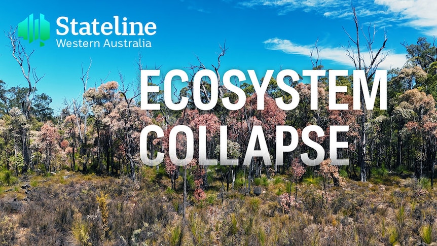 Stateline Western Australia, Ecosystem Collapse: A grassland with trees.