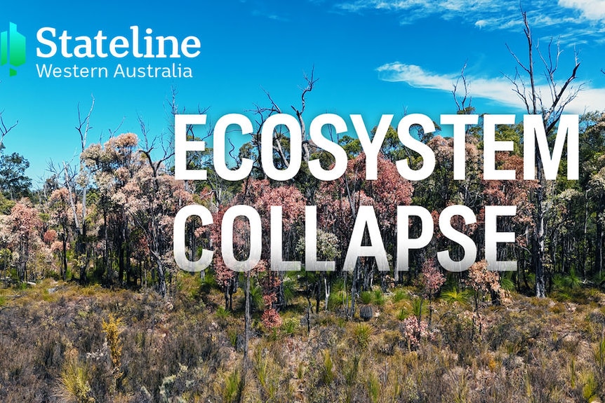 Stateline Western Australia, Ecosystem Collapse: A grassland with trees.