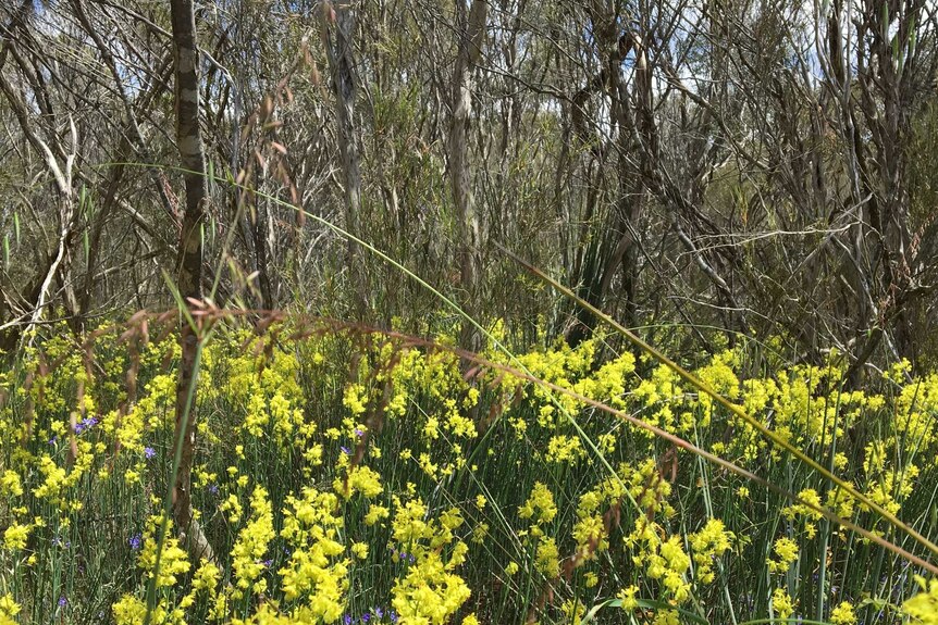 Spring in the Mallee