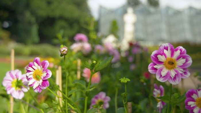 Pink and white petalled flowers growing in a park
