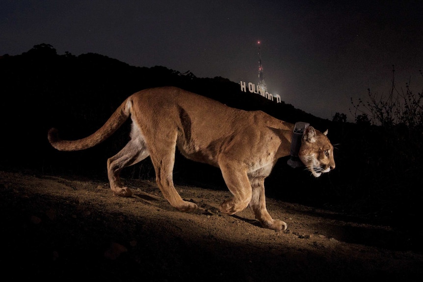 Hollywood cougar