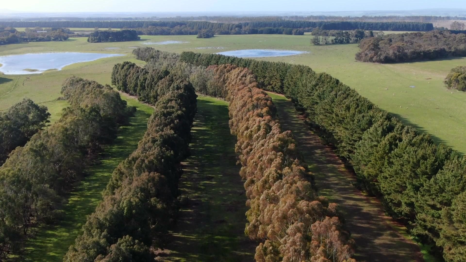 Photo of rows of trees