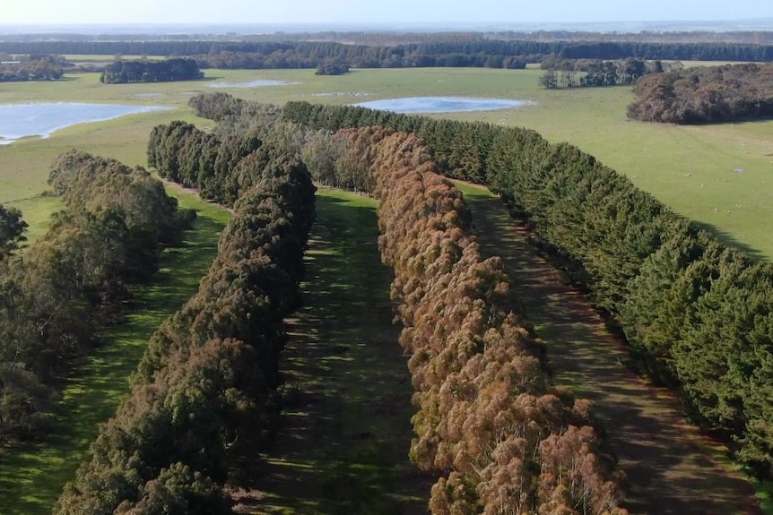 Photo of rows of trees