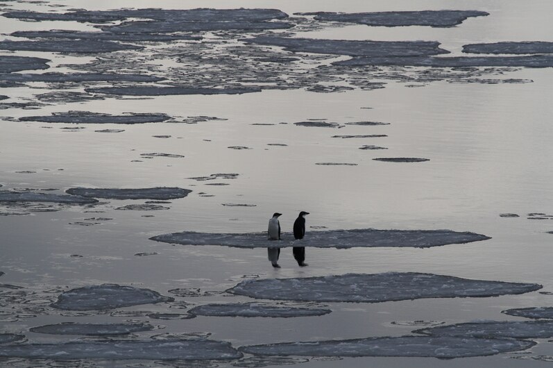 Adelie penguins