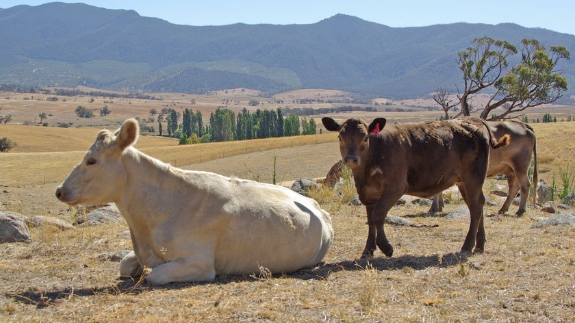 Cattle sit in a drying paddock