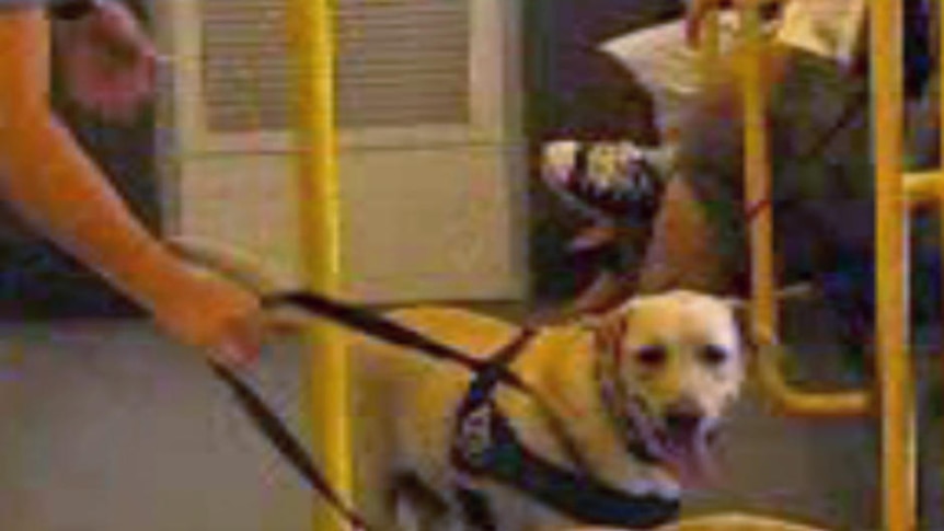 Two Labrador dogs on train with bottom half of policeman sniffing for drugs among passengers