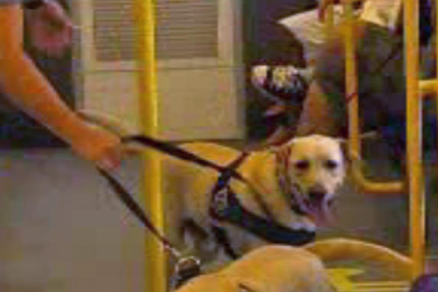 Two labrador dogs on train with bottom half of policeman sniffing for drugs among passengers