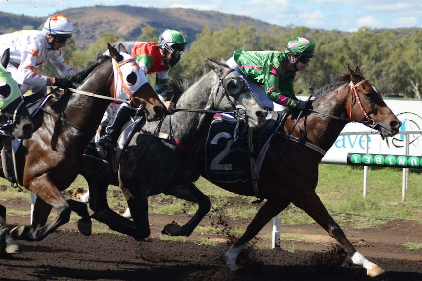 Horses at the Alice Springs racecourse.