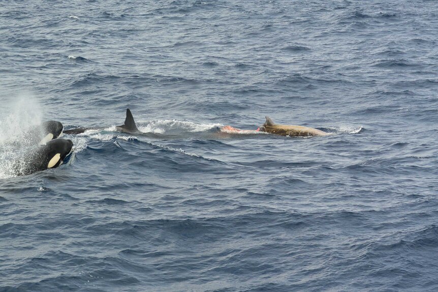 Two orcas hunt down a Cuvier's beaked whale in the ocean. The beaked whale has a chunk taken out of its body.