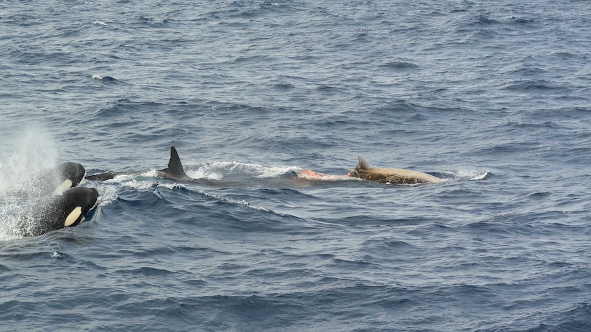 Two orcas hunt down a Cuvier's beaked whale in the ocean. The beaked whale has a chunk taken out of its body.