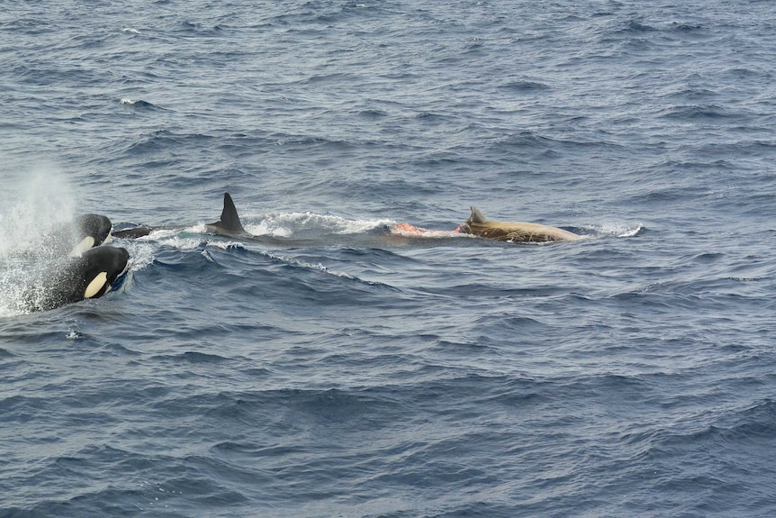 Two orcas hunt down a Cuvier's beaked whale in the ocean. The beaked whale has a chunk taken out of its body.