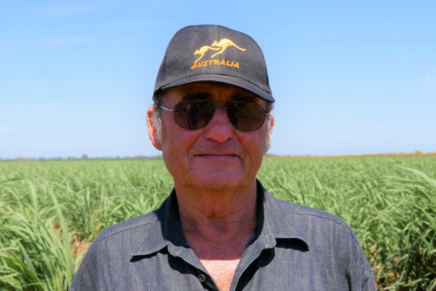 An older man stands in a field of cane, he's wearing dark sunnies, a work shirt and an Australia cap
