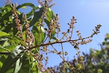a flowering mango tree