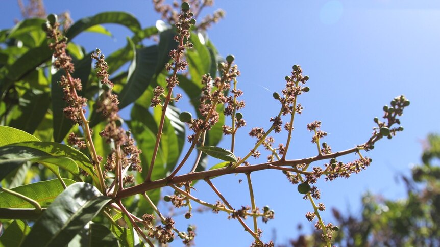 a flowering mango tree