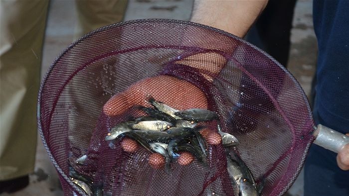 Barramundi farmers want consumers to know from where their seafood is sourced